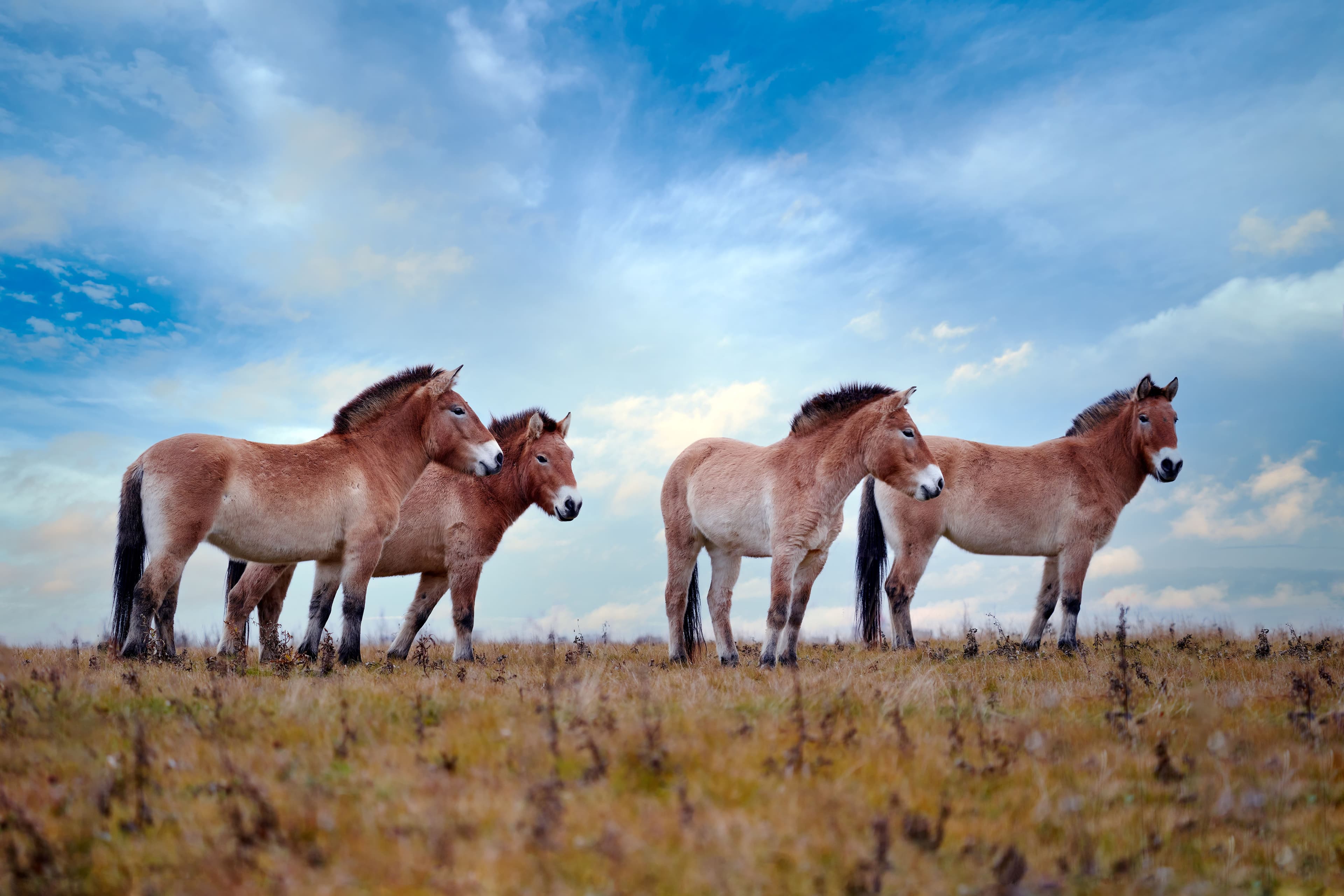 We're reimagining a fairer way to visit Mongolia