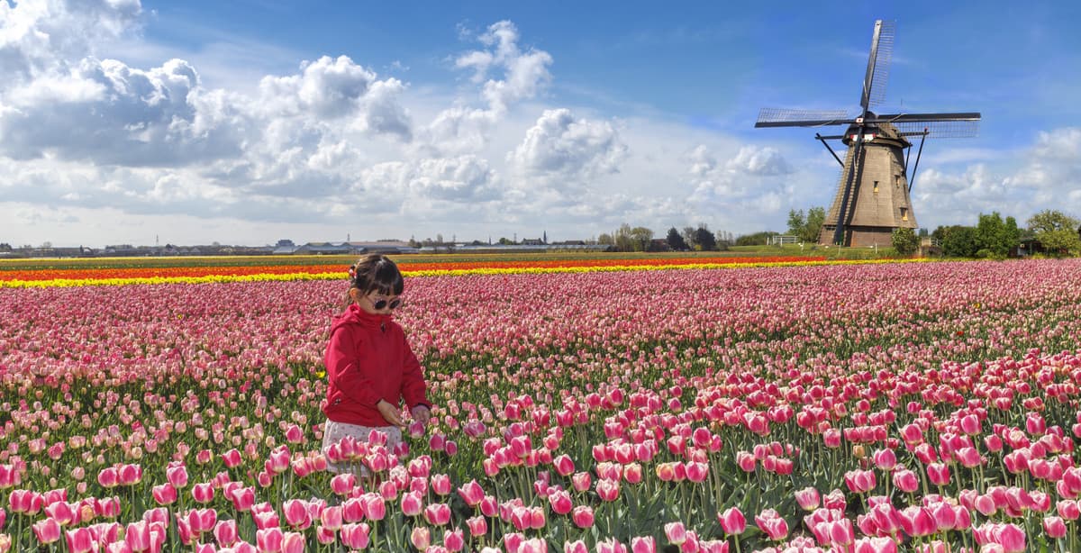 Holland in bloom 7-day springtime tour