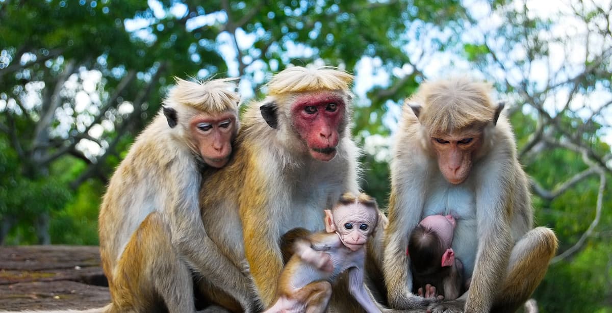 Rundreise Sri Lanka mit der Familie