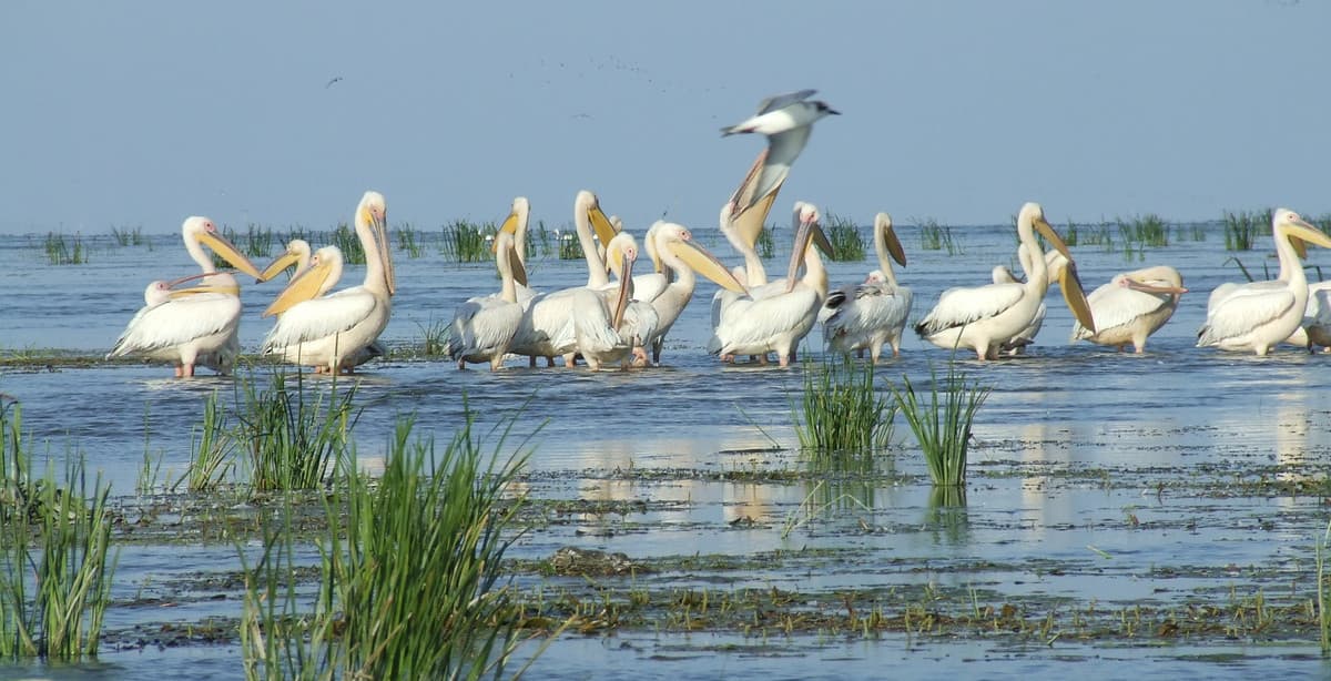 Danube Delta & Dobrogea wildlife experience in Romania