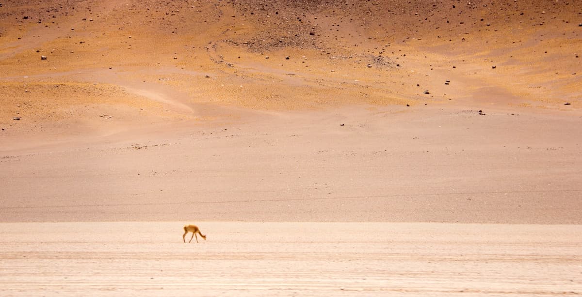 Altiplano's Great Outdoors in Chile & Bolivia