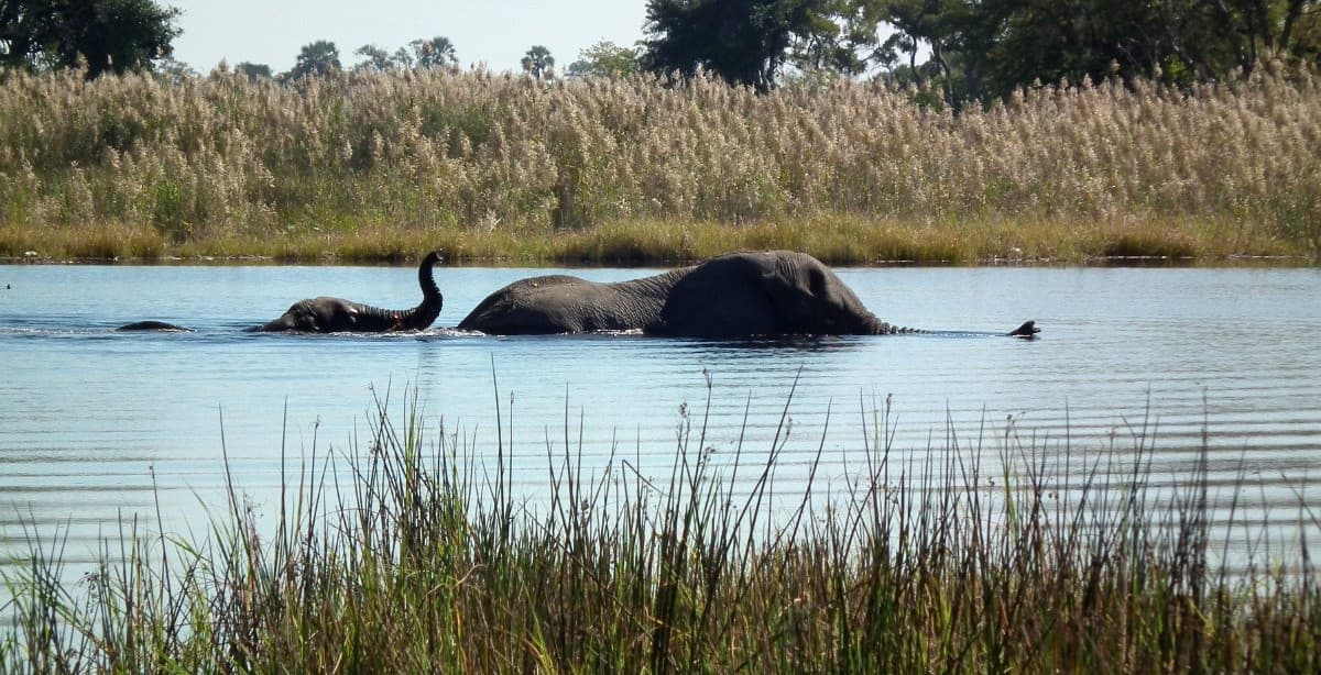 Botswana National Parks | 10-day Safari