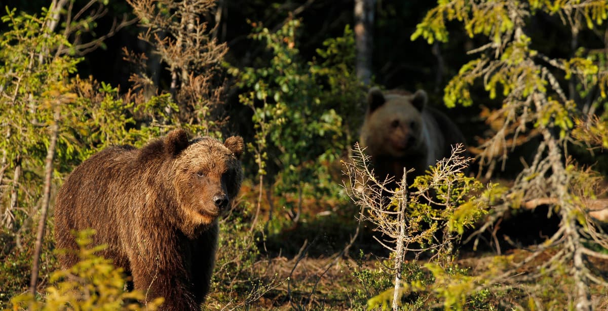 7-day experience with brown bears in Finland