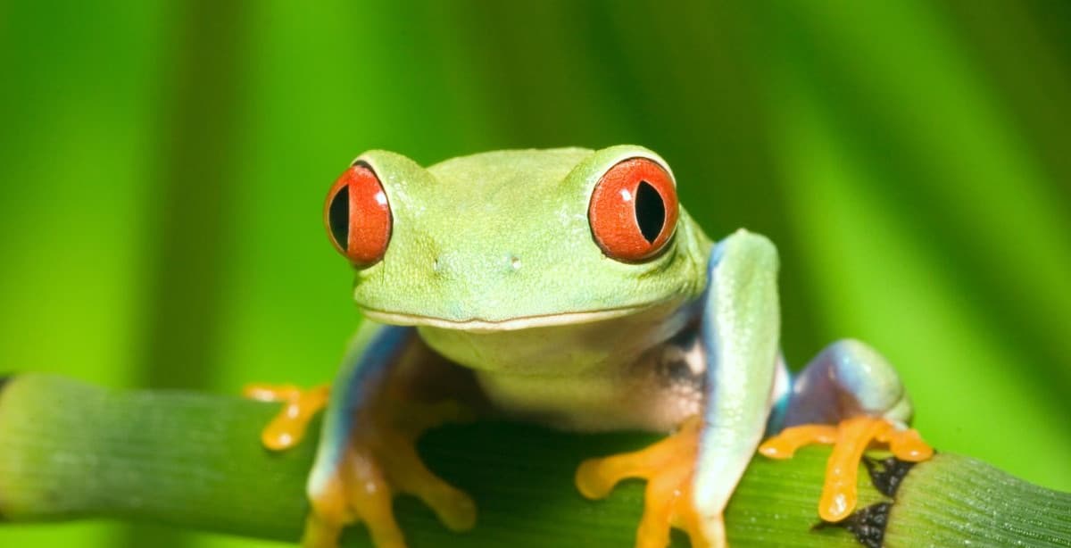 Costa Rica: Vulkane, Strände und wilde Tiere