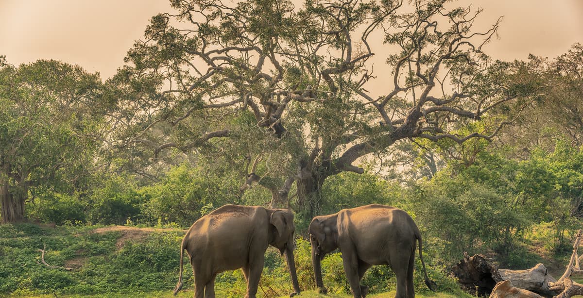 Southern Sri Lanka: coastal bliss & wildlife wonders