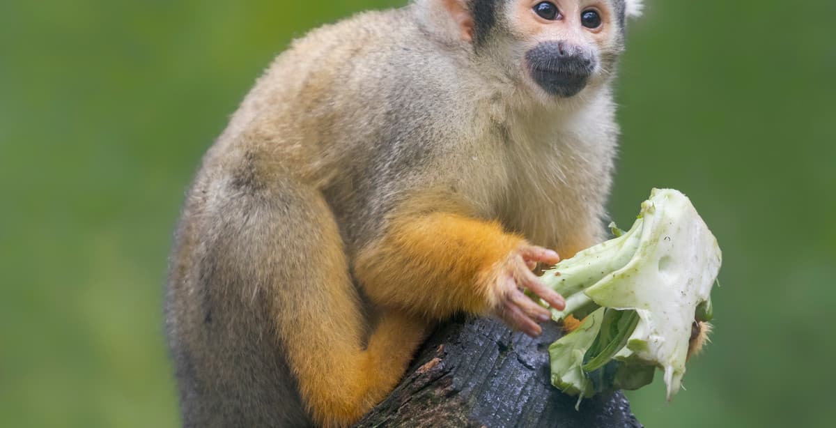 Get to know Bolivia’s Amazon region in 7 days