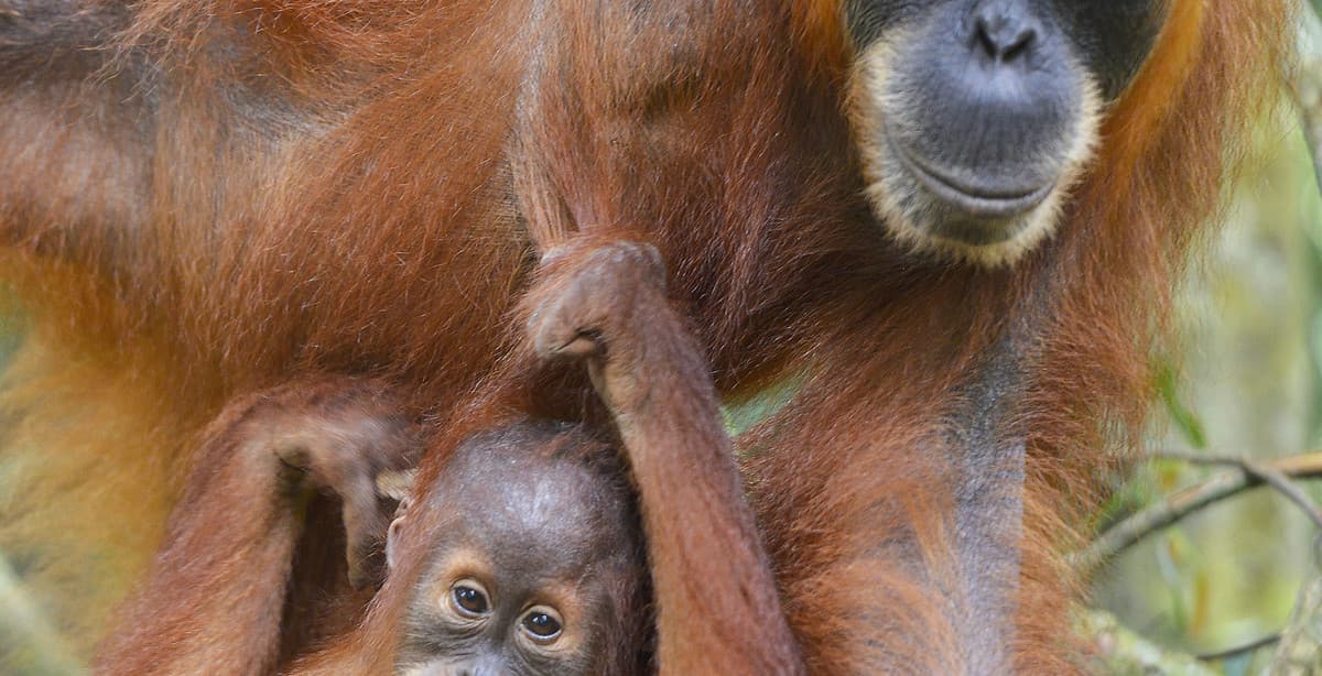 2 - wöchige Highlightreise auf Sumatra