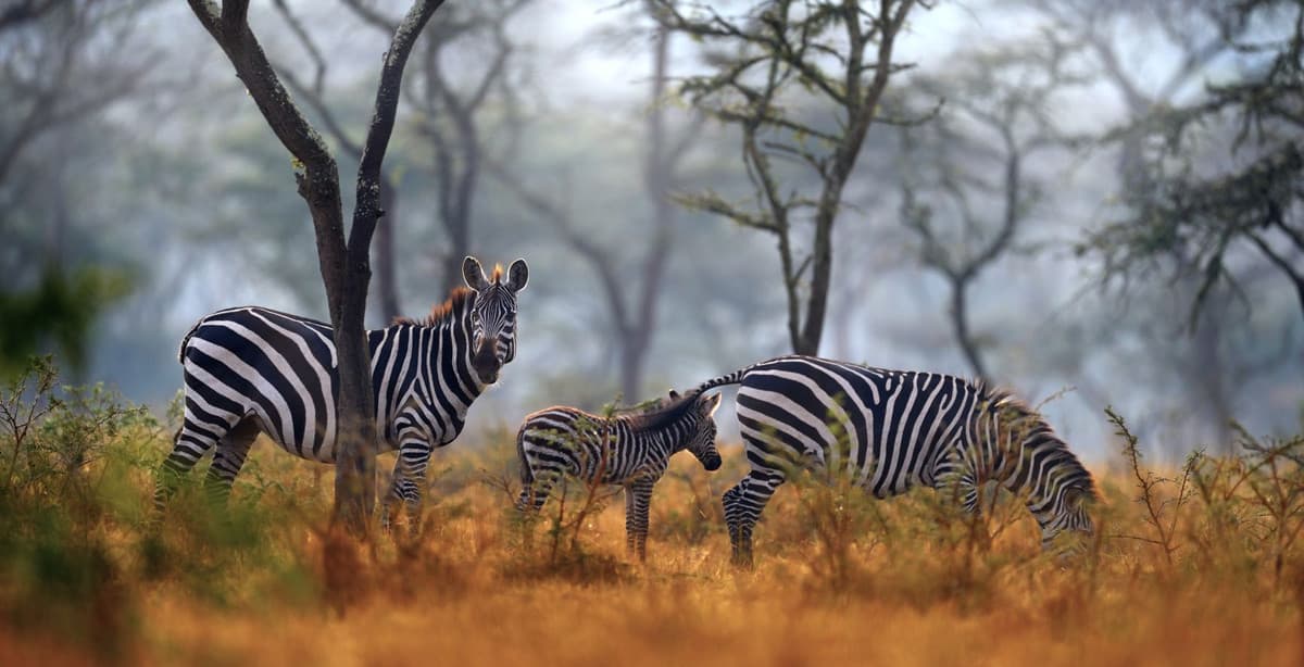 Rundreise Highlights von Uganda