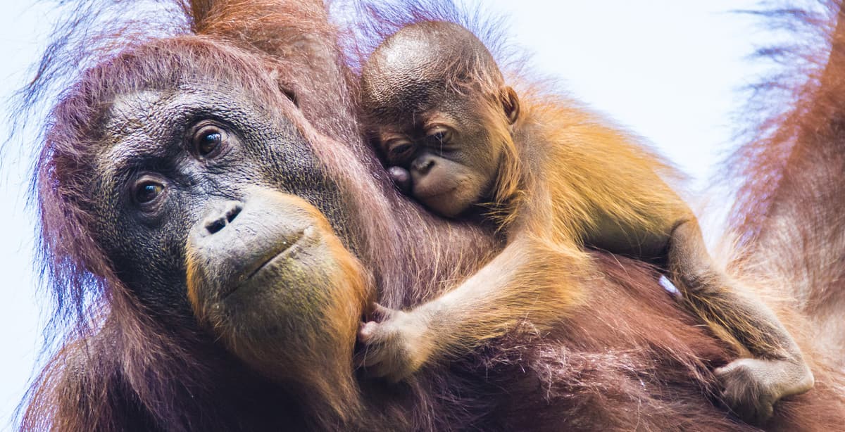Die große Malaiisch Borneo Naturreise