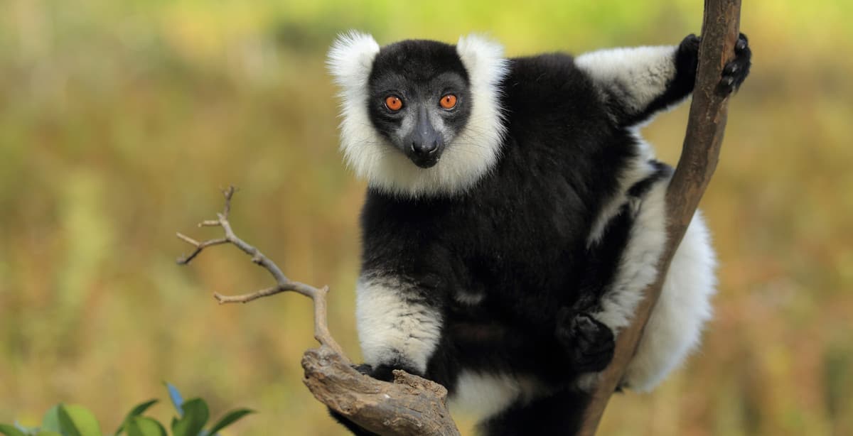 8 days in the east of Madagascar