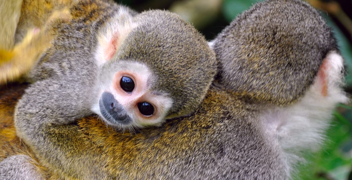 Rainforest immersion: 8 days in Ecuador’s untouched Amazon