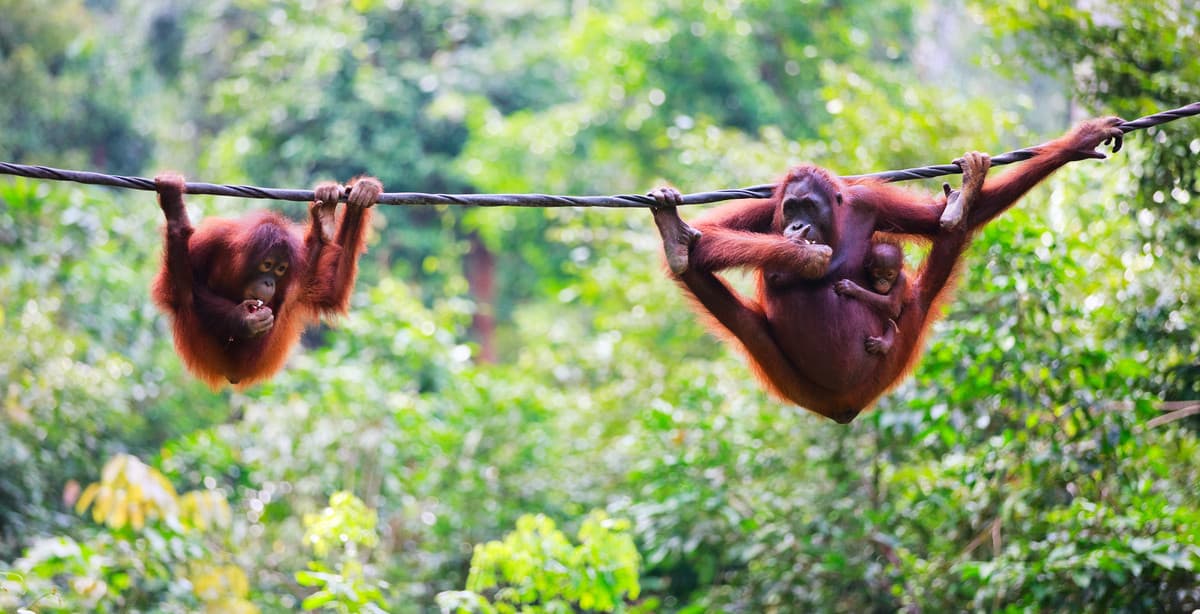 13 days in Sabah: nature & wildlife discovery