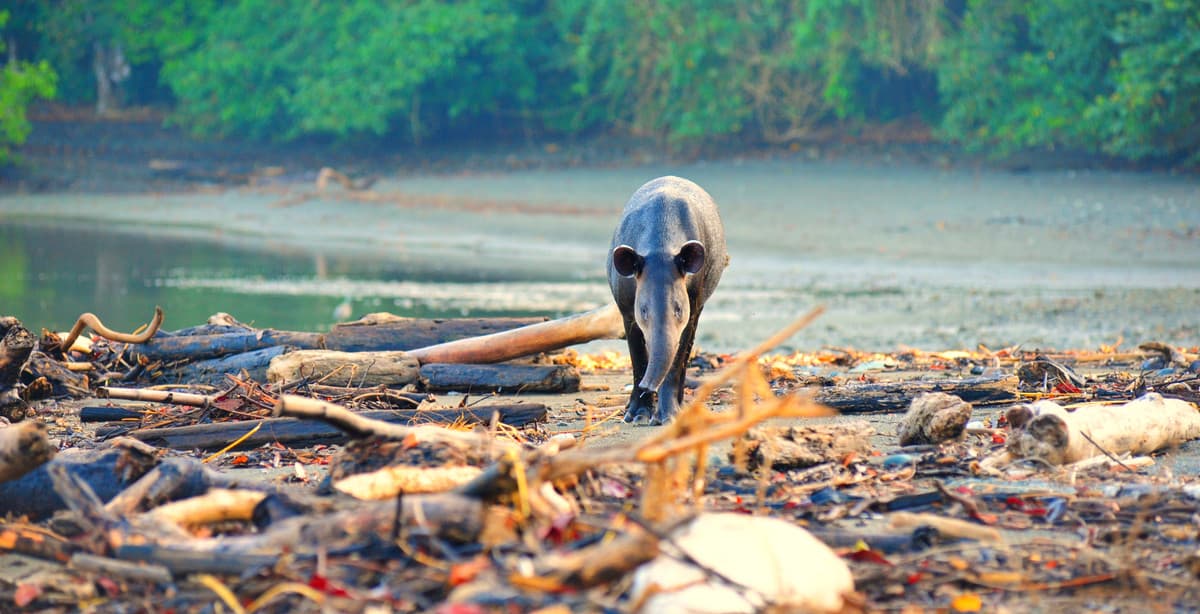 Pura Vida: Luxusreise durch Costa Ricas Natur
