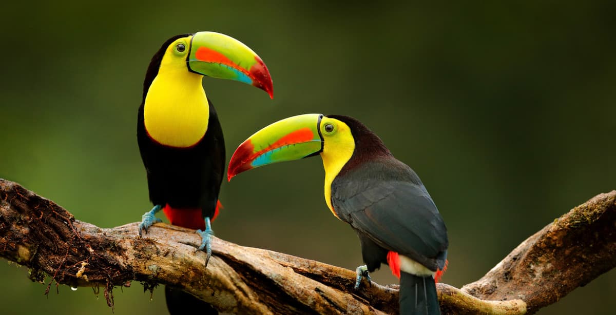 12-day Nicaraguan Honeymoon