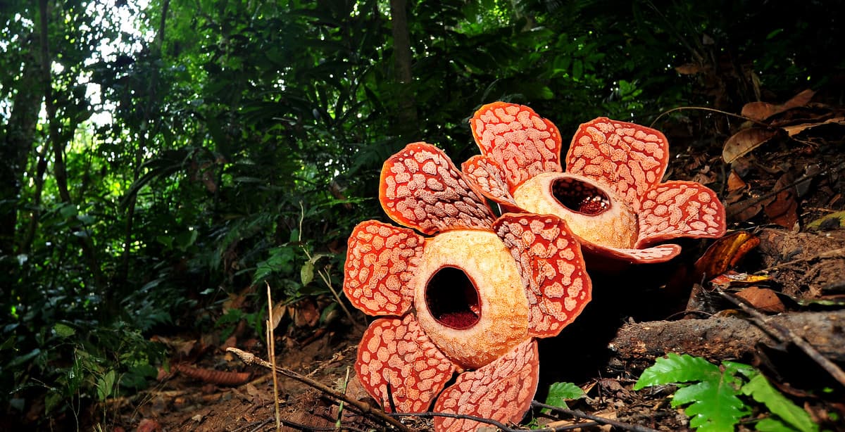Into Malaysia's Belum Rainforest: 130 million years of history