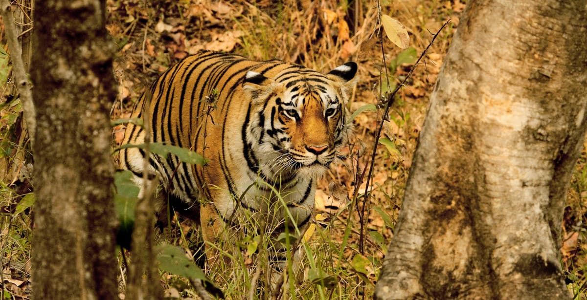 India's wonderful wildlife