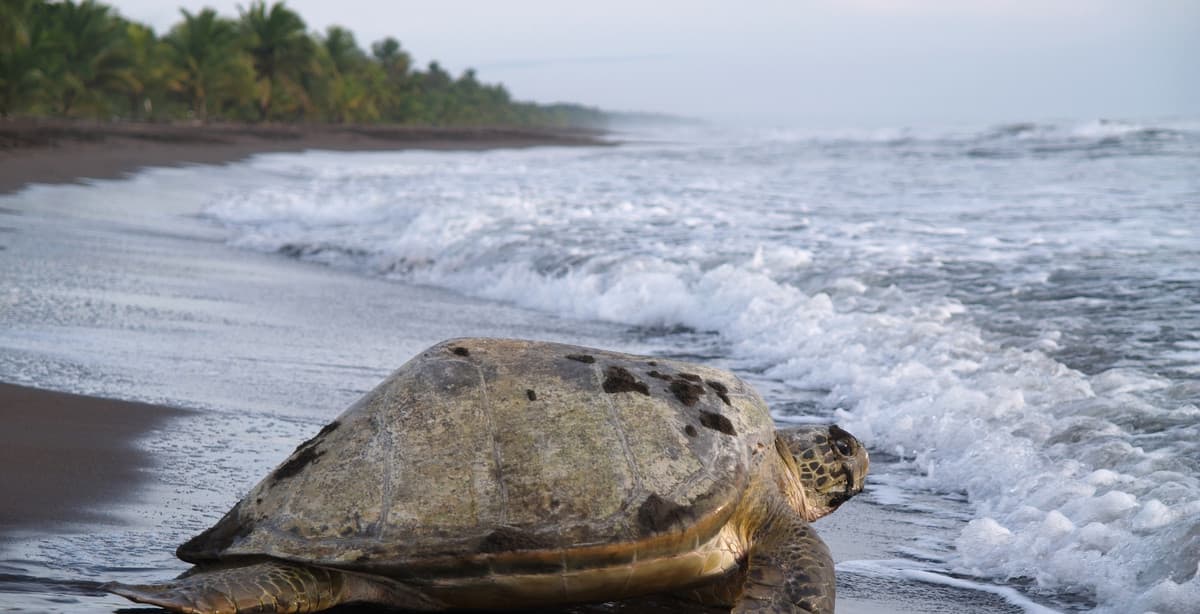 Costa Ricas Highlights