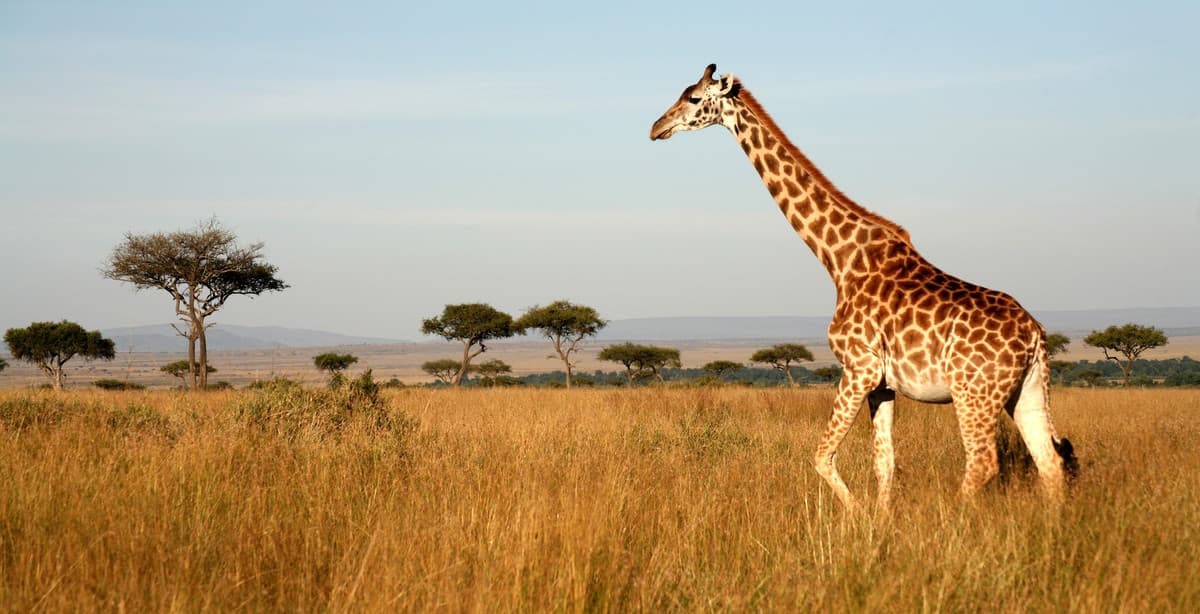 Einzigartiges Kenia: Busch & Beach