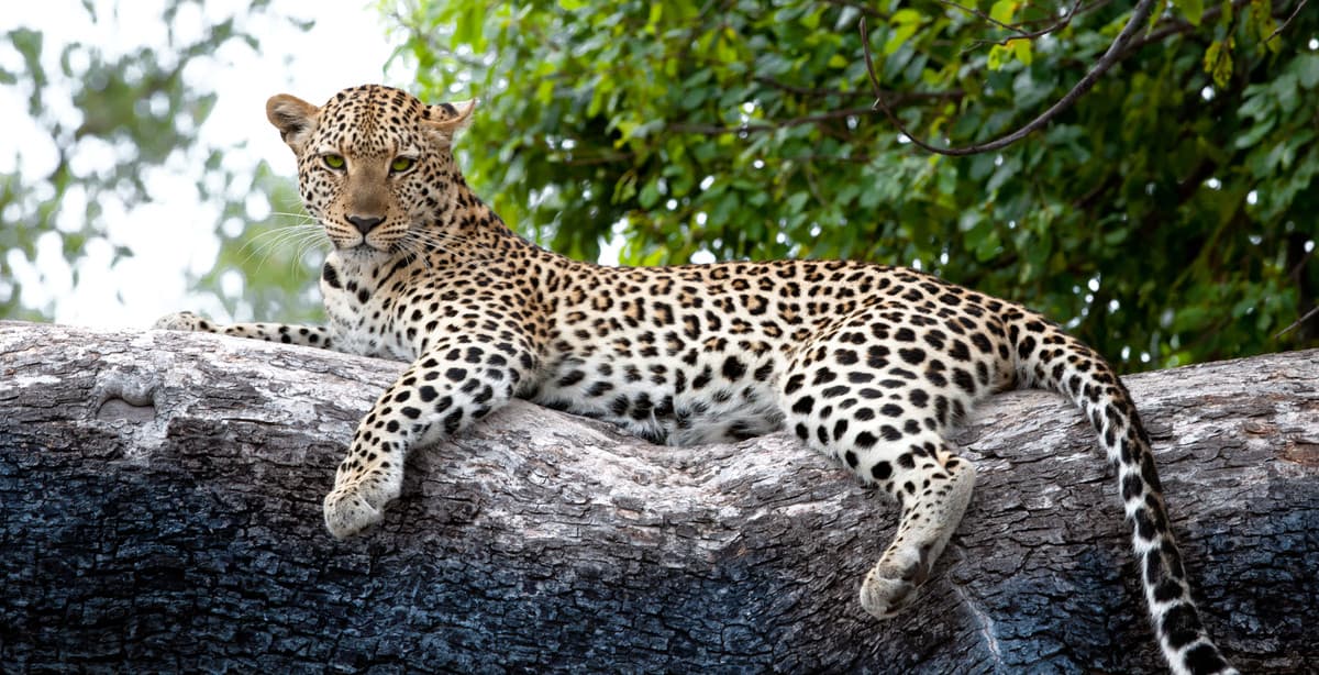 The wildlife of Botswana: a safari experience