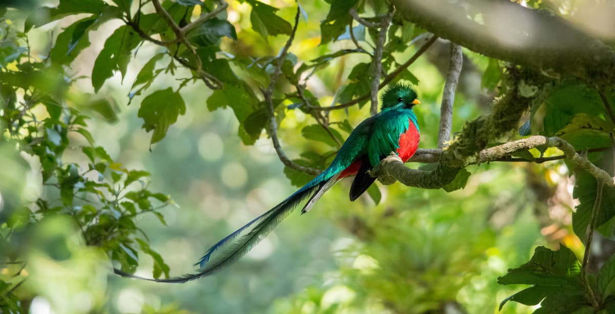 Captivating Costa Rica birdwatching tour