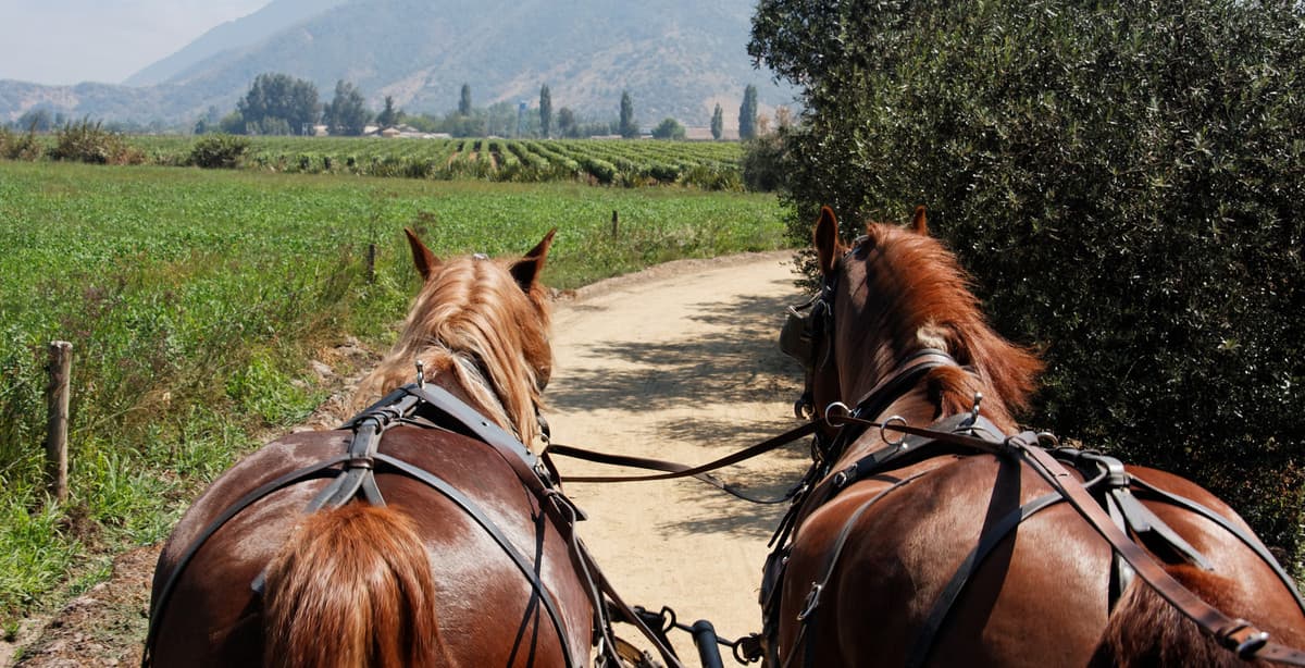 5-day sojourn in Chile's wine region