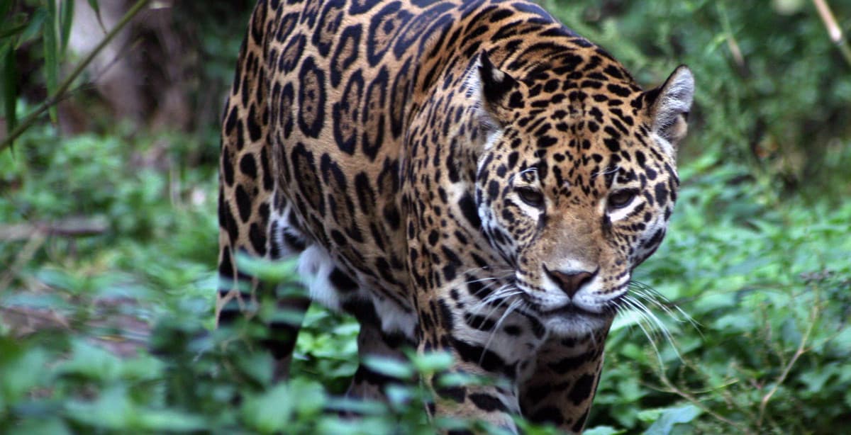 17-day Machu Picchu & Manu jungle experience