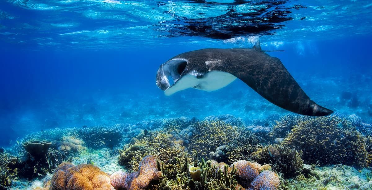 Amazing Indonesia Wildlife Safari in Style