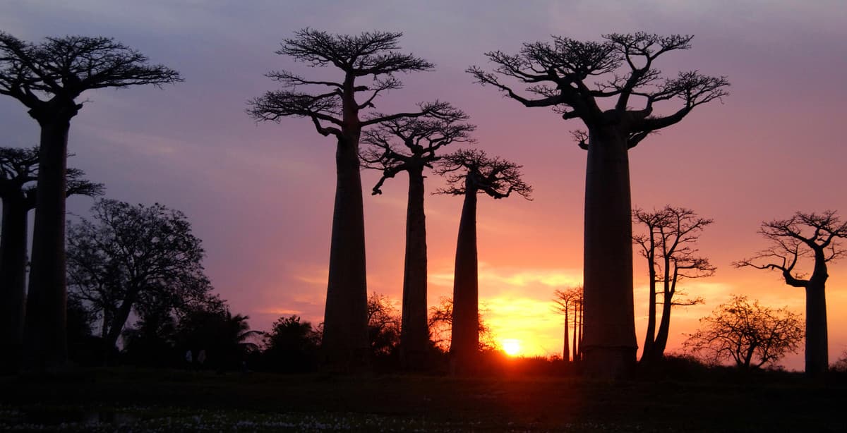 Magical Madagascar: classic island adventure