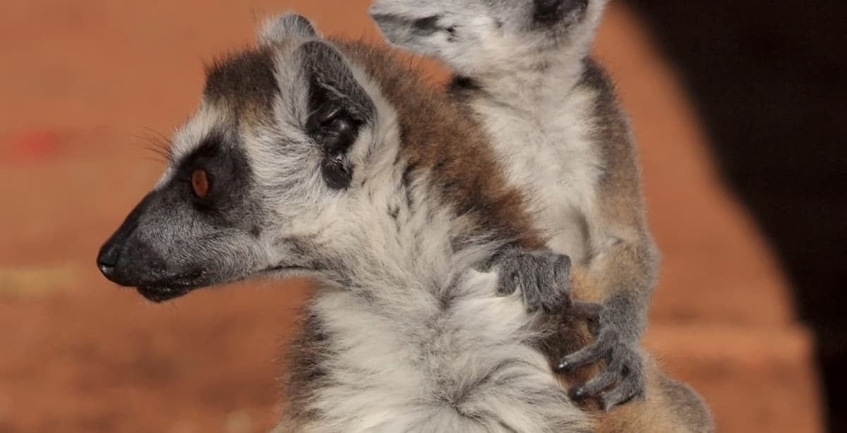 Facettenreiches Madagaskar Rundreise