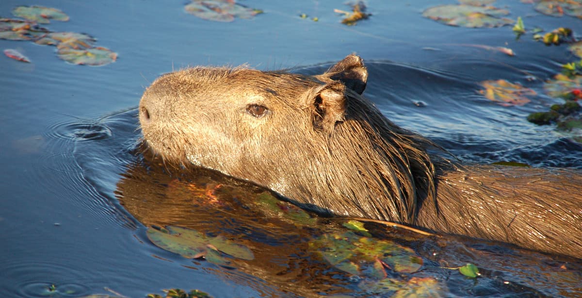 12-day eco-tour: Argentina's natural beauty