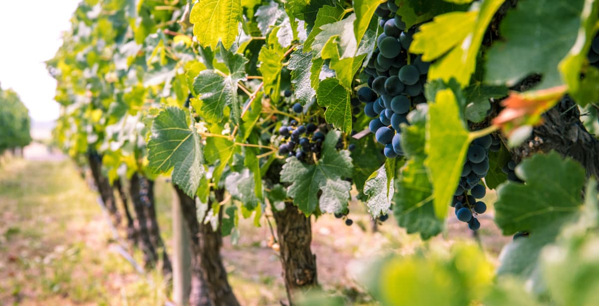 Taste of Argentina: a wine & tango odyssey