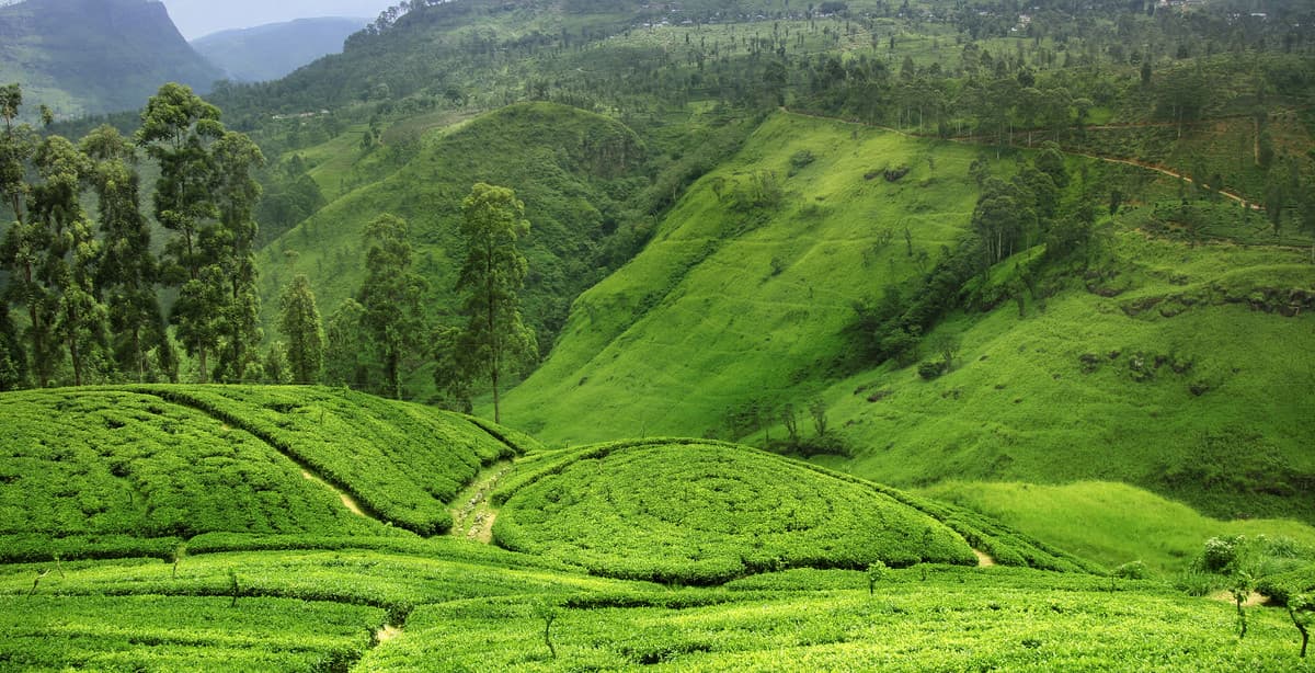 Best of Sri Lankan Nature & Wildlife