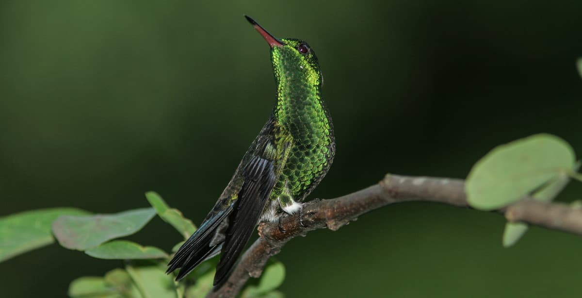 Birds of Colombia: 5-day wildlife adventure