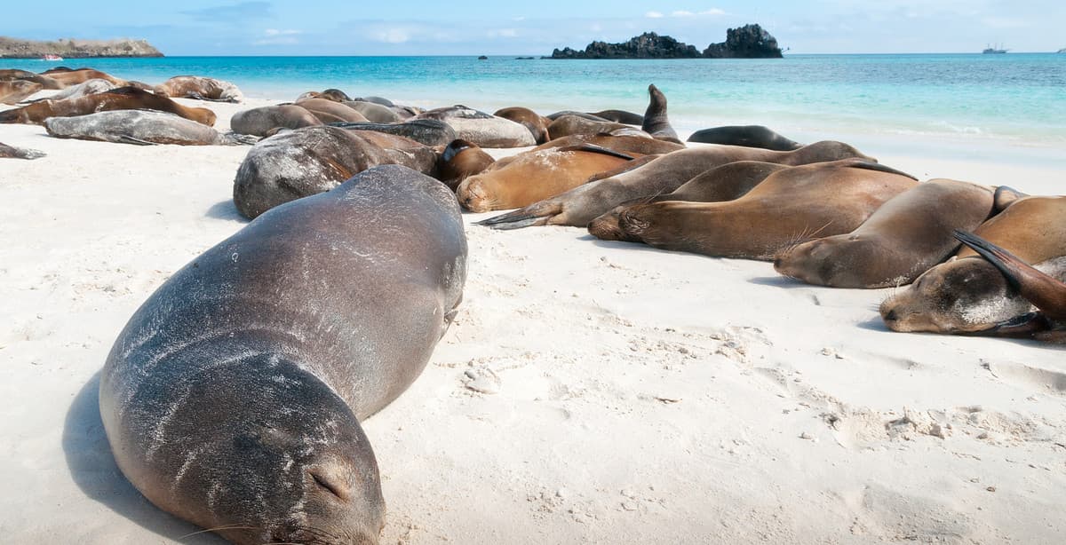 5 Tage Galapagos Kreuzfahrt Komfortklasse
