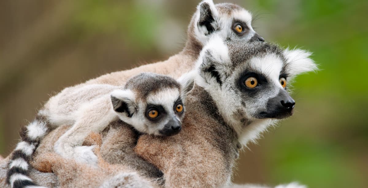 Explore the riches of Madagascar