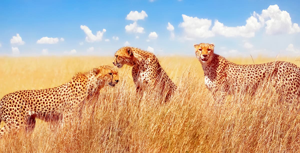 North & South Tanzania 14-day safari