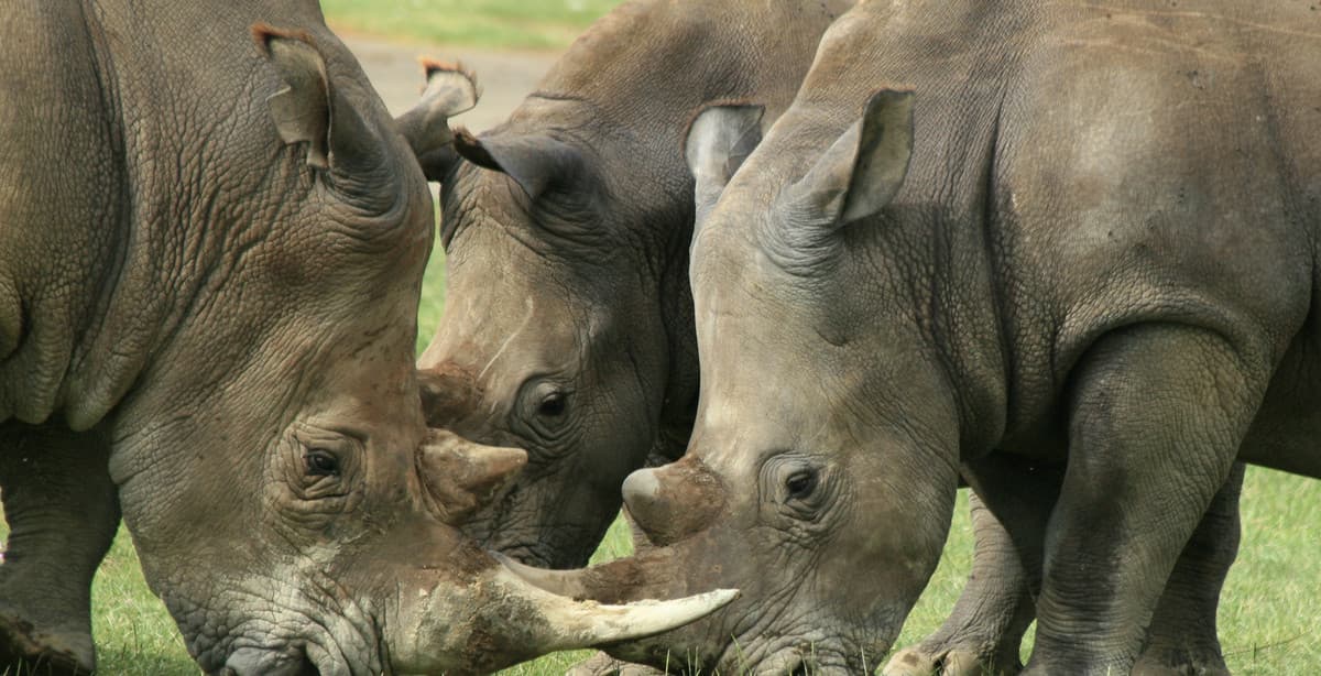 Unexplored northern Kenya: an 8-day safari