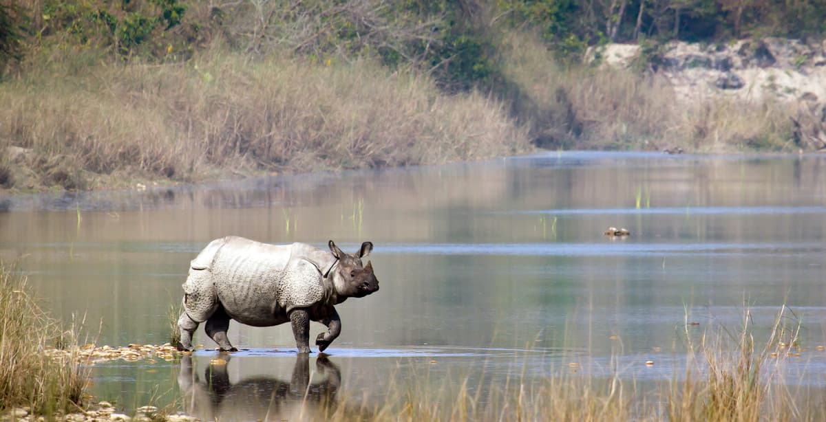 Nepals faszinierende Tierwelt
