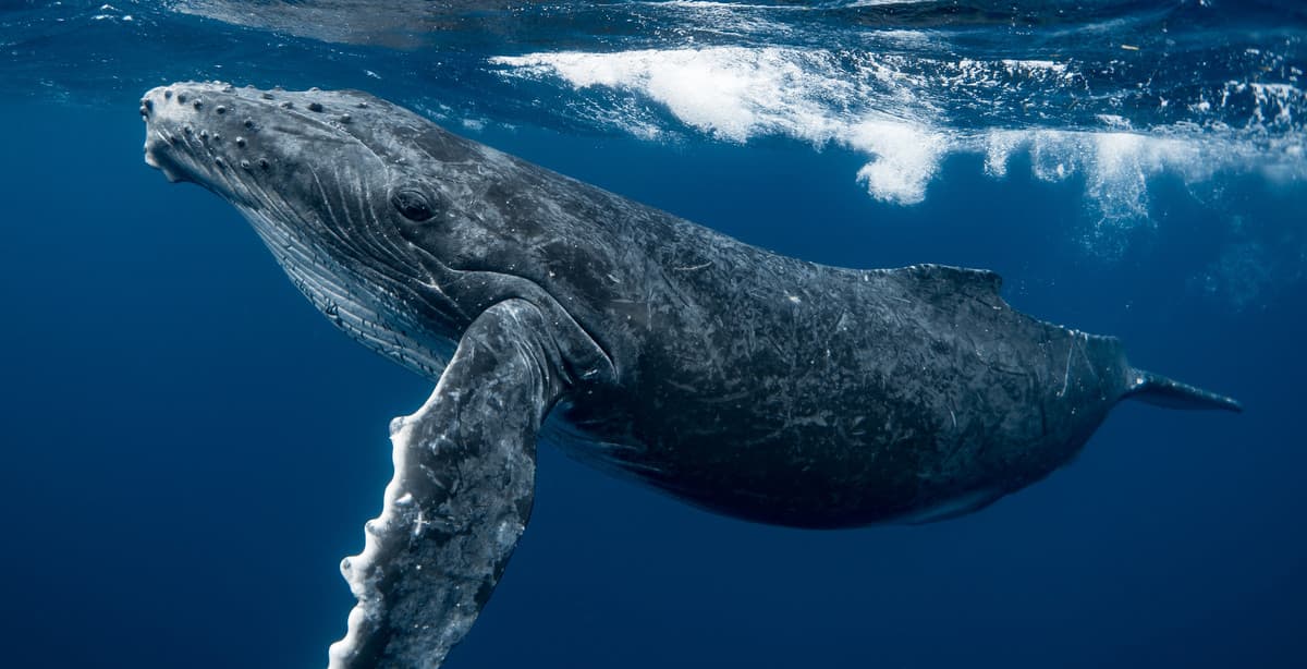 Vibrant Mexico: the beautiful Baja California