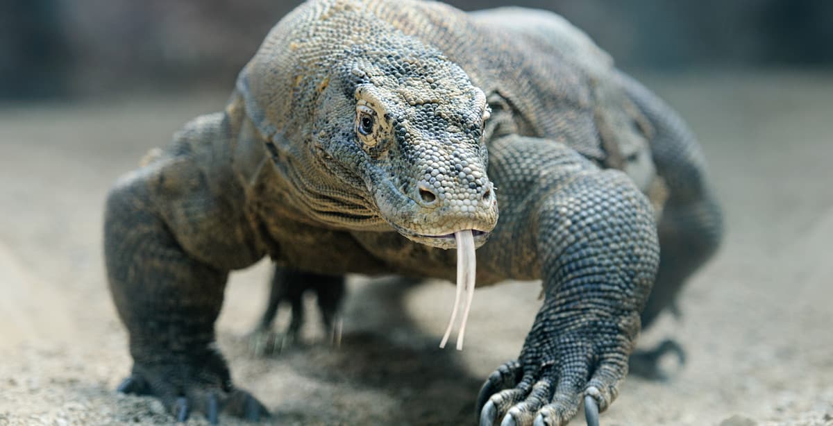 Rundreise auf Flores und Komodo