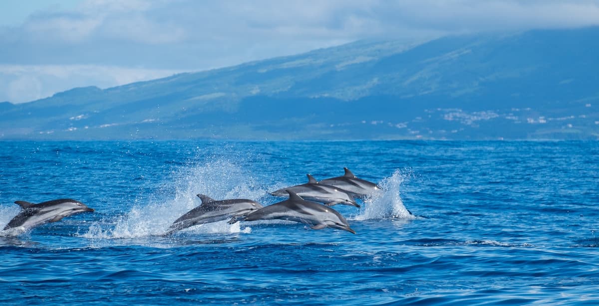 Marine adventure through the Azores