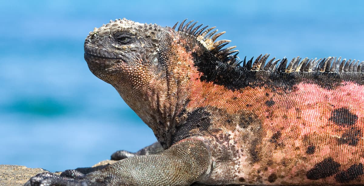 Ecuador und Galapagos - Natur & Abenteuer