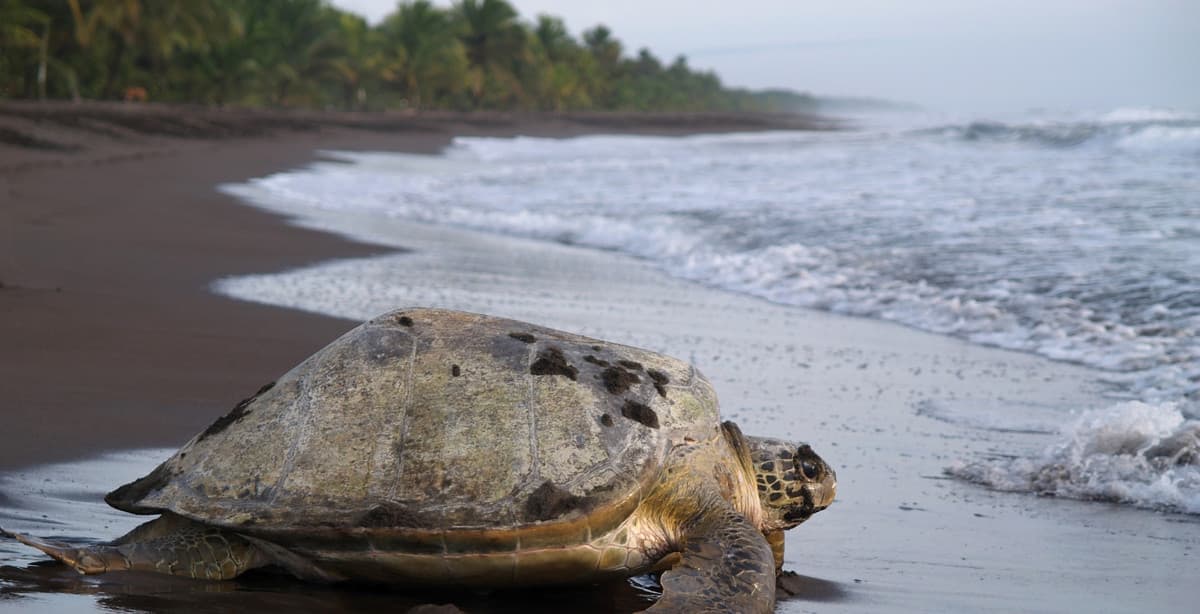 Amazing Costa Rica Wonders