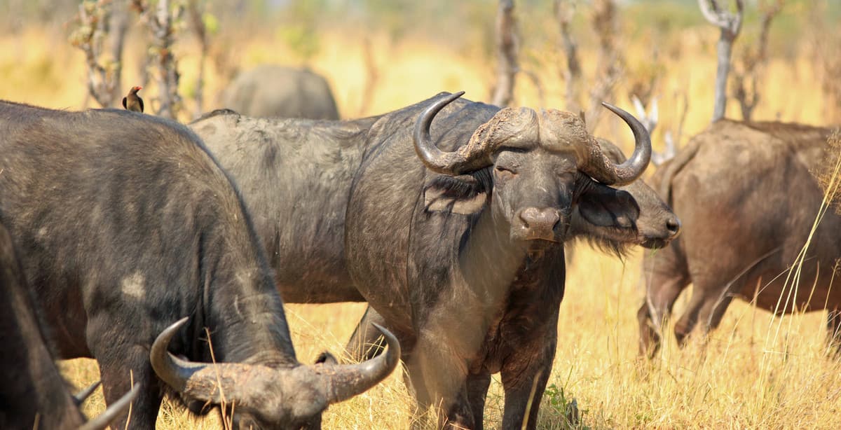 5-Day Adventure through Hwange, Chobe and Victoria Falls