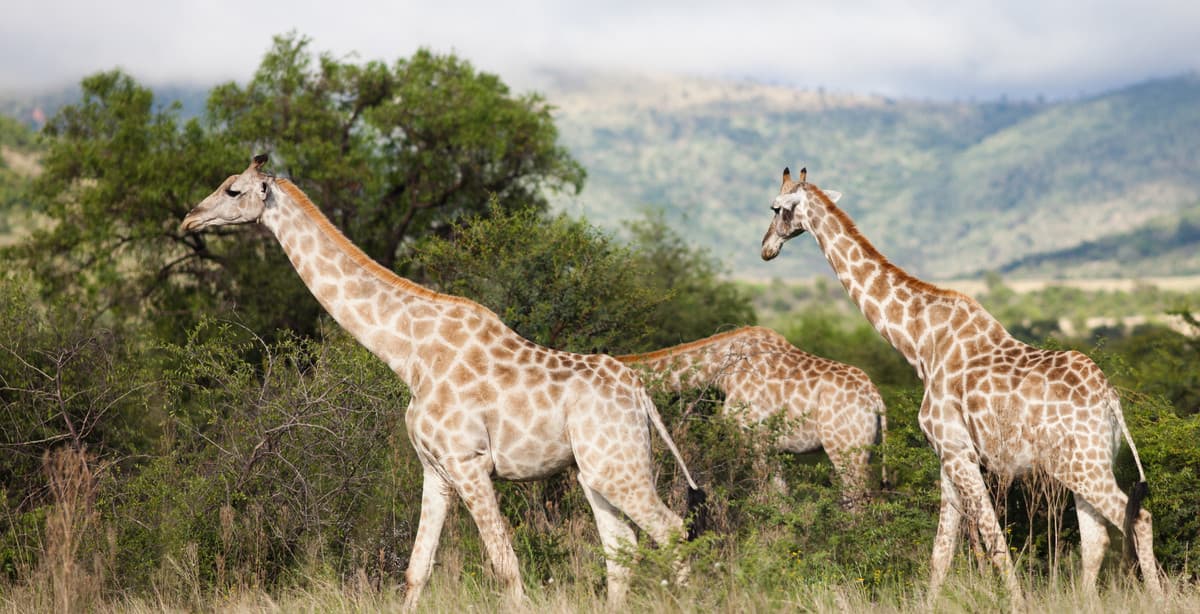 Safari & gorilla tracking in Rwanda & Uganda