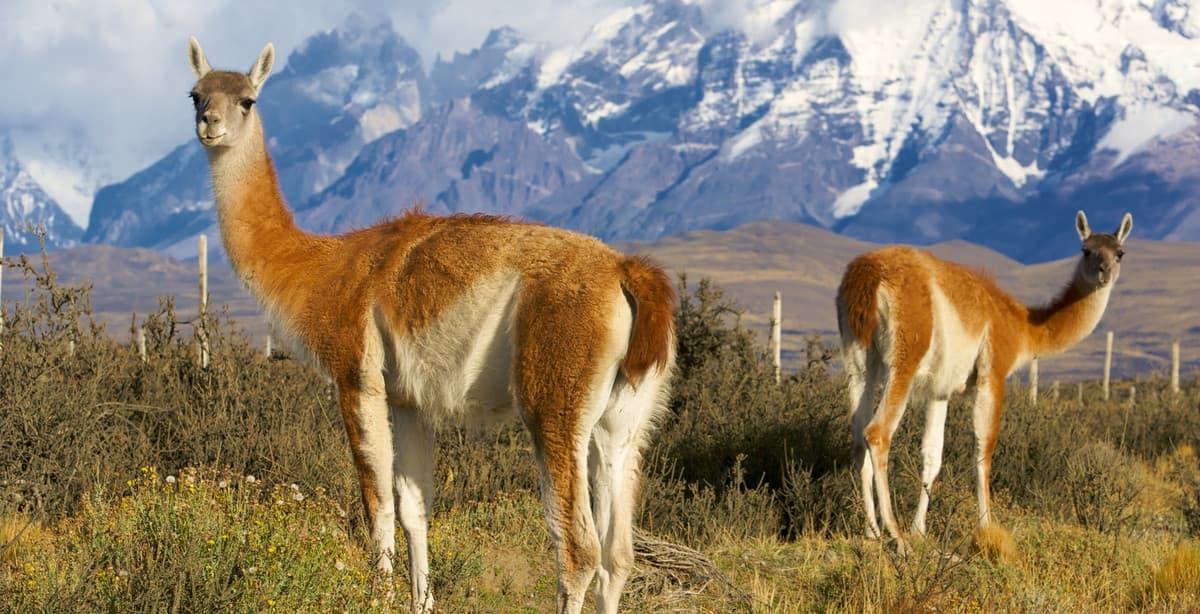 Highlights of Argentina: 10-day family trip