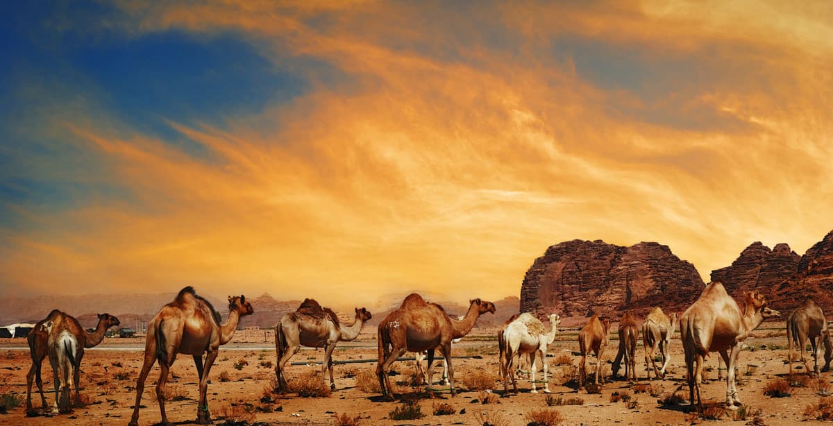 From Pyramids to Petra: the legends of Egypt & Jordan