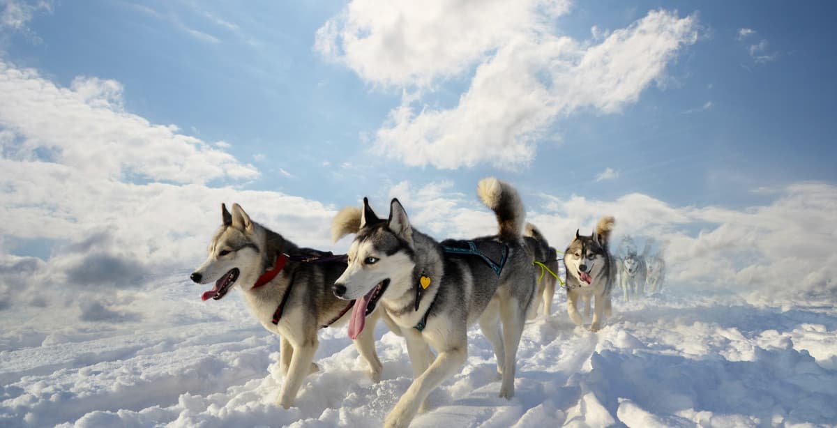 10 days in Finland's winter wonderland