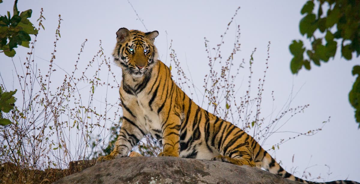 Discover the Wildlife of Central India