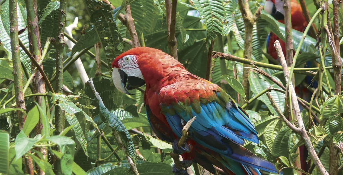 Traumhaftes Peru mit Manu Nationalpark